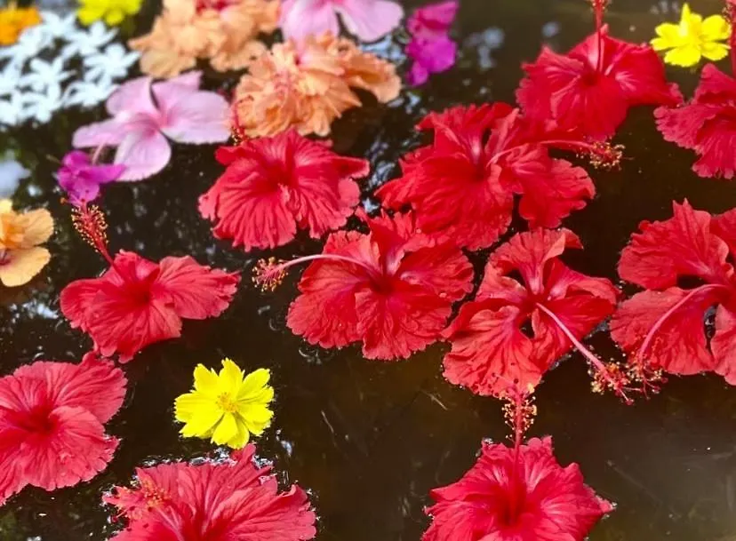 Villa Jacaranda Varkala 0*,  India